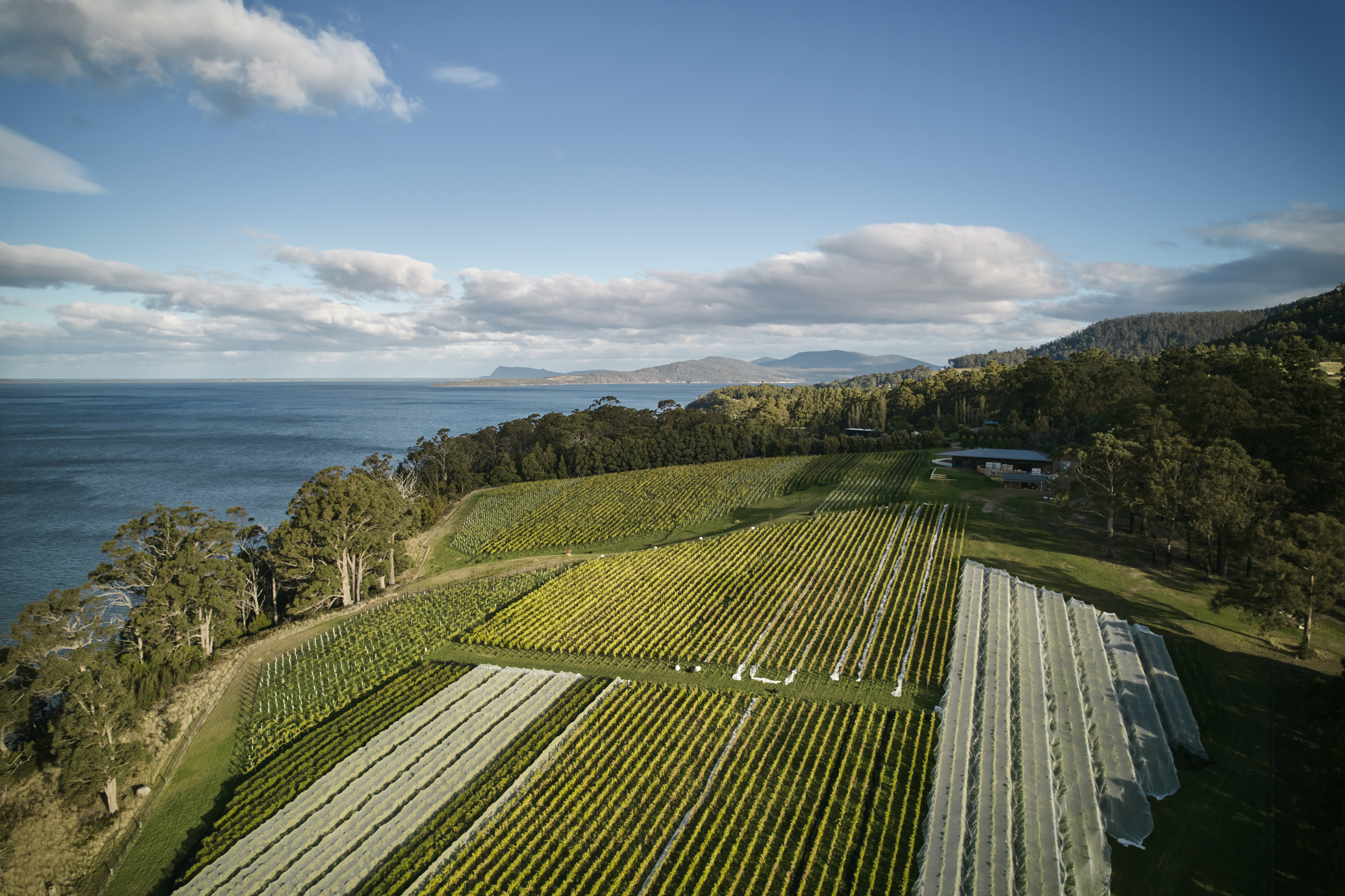 Mewstone Wines aerial shot of vineyard and lake 